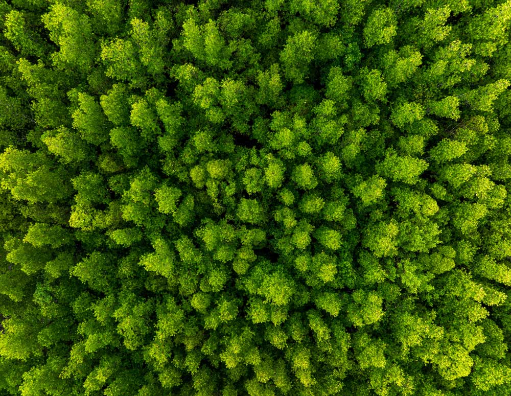 aerial-top-down-view-of-mangrove-forest-background An overhead view of hundreds of healthy green trees